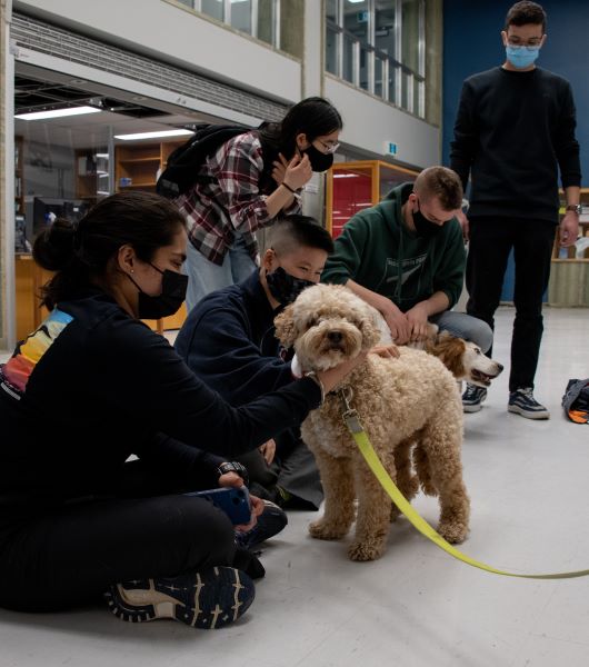 Des étudiants rendent visite à deux chiens de zoothérapie.